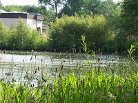 Teich Teich