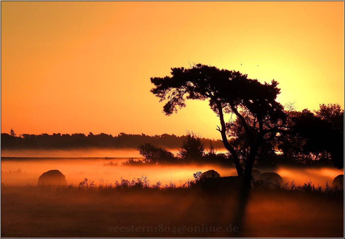 Windfluechter_Sonnenuntergang_Seestern2017 Windfluechter_Sonnenuntergang_Seestern2017