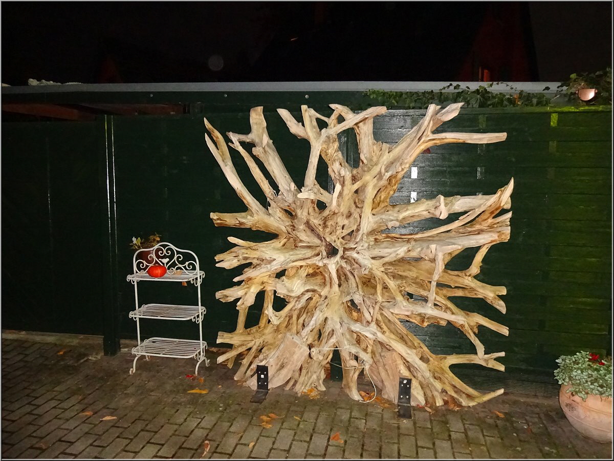 Wurzel in Zingst