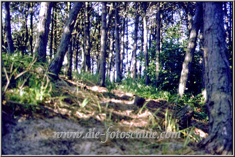 Egmond_fotoschule_9.jpg - In Egmond gibt´s auch einen kleinen Wald.