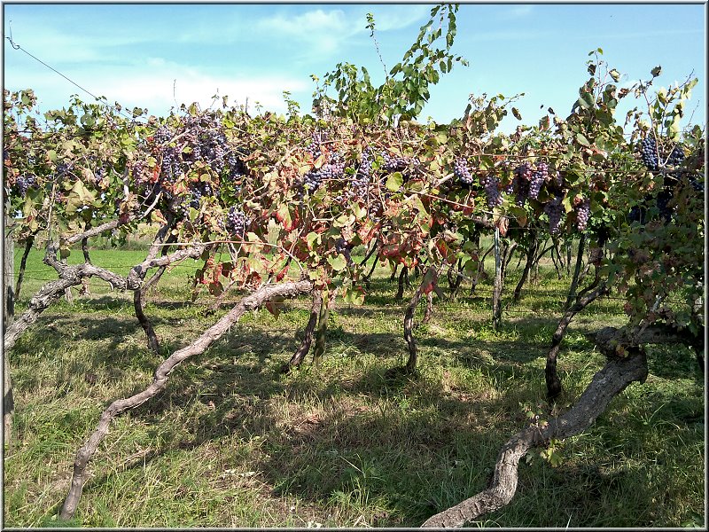 Castelnuovo_002.jpg - Weinanbau im Hinterland von Lazise, bei Castelnuovo.