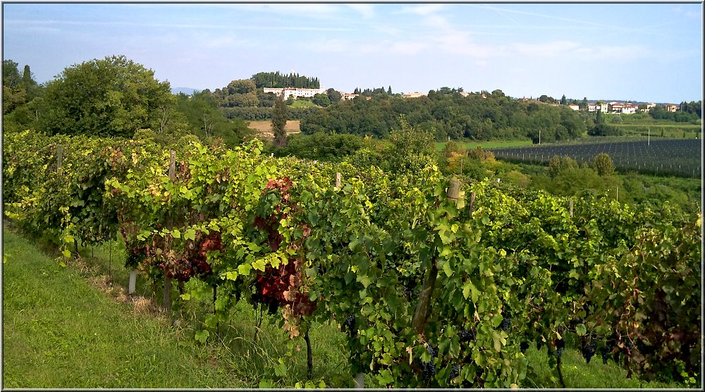 Castelnuovo_003.jpg - Weinanbau im Hinterland von Lazise, bei Castelnuovo.