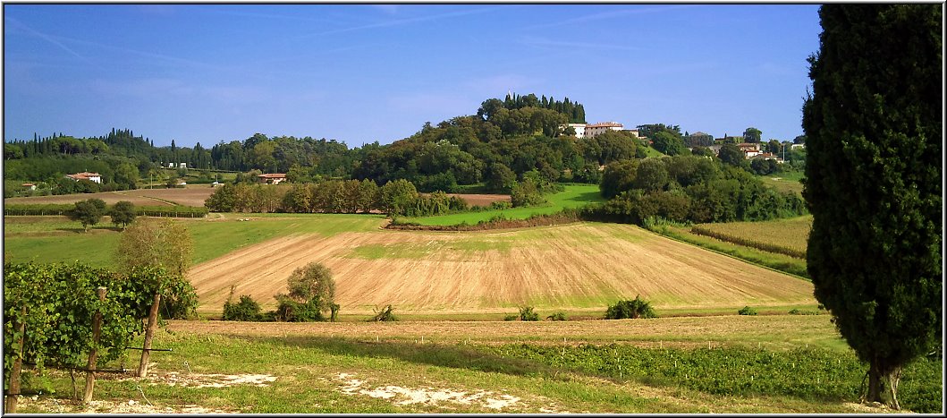 Castelnuovo_004.jpg - Weinanbau im Hinterland von Lazise, bei Castelnuovo. Hier wirkt die Landschaft etwas, wie in der Toscana.