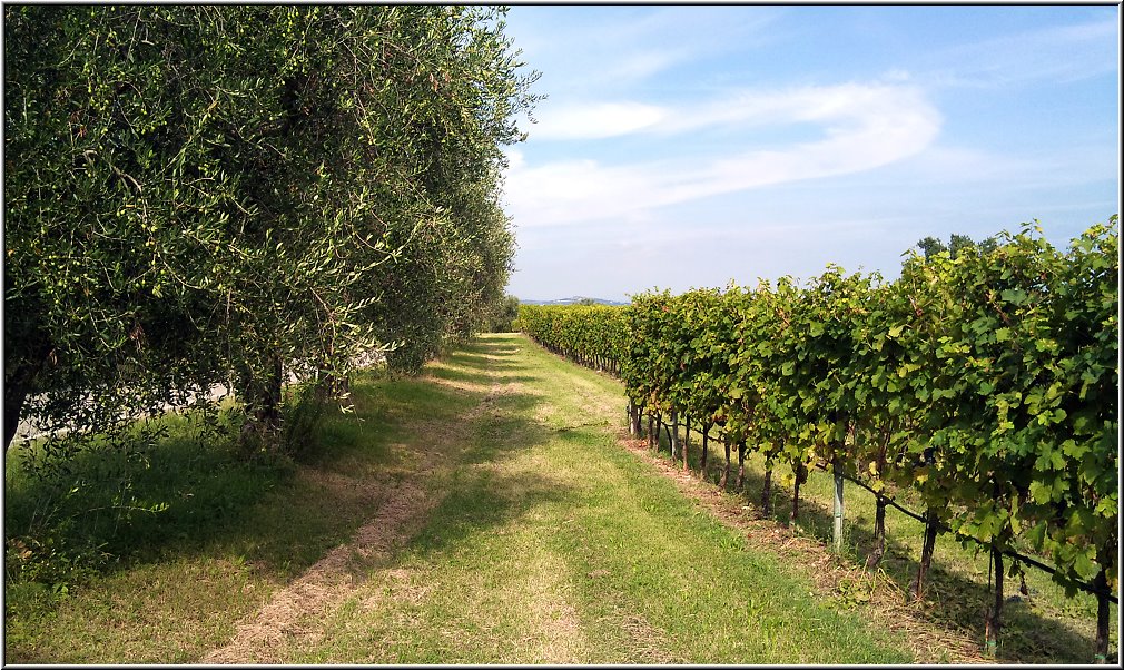 Castelnuovo_005.jpg - Weinanbau im Hinterland von Lazise, bei Castelnuovo.