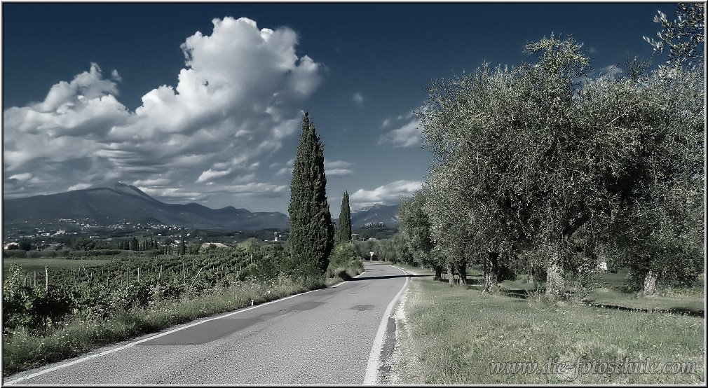 Castelnuovo_010.jpg - Weinanbau im Hinterland von Lazise, bei Castelnuovo. Hier wirkt die Landschaft etwas, wie in der Toscana.