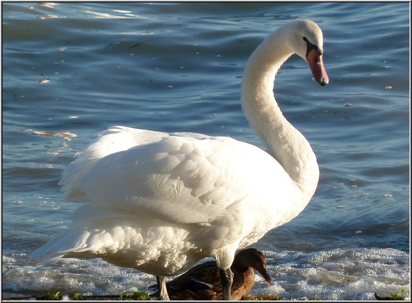 Peschiera_040.jpg - Grosser Schwan und kleine Ente