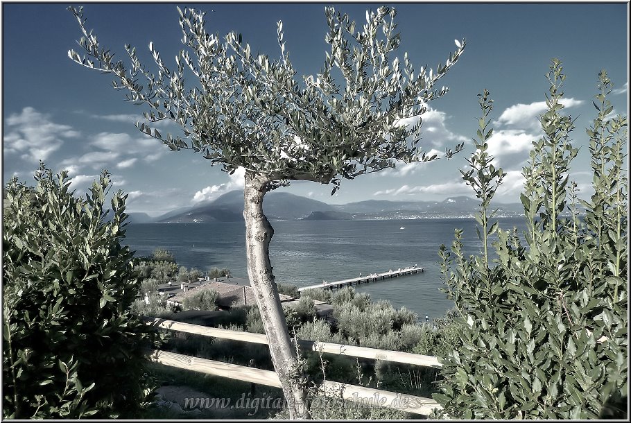 Sirmione_024_a.jpg - Geht man aus der Altstadt in Richtung Norden zum Endzipfelchen der Landzunge, wandelt sich das Bild umherschwirrender Touristen schlagartig. Ein schöner Weg gesäumt von Olivenbäumen, ruhig und einsam, führt beeindruckend durch immer wieder neue Panoramaaussichten auf beide Seiten des Gardasees letztlich zu den Grotten des Catull.