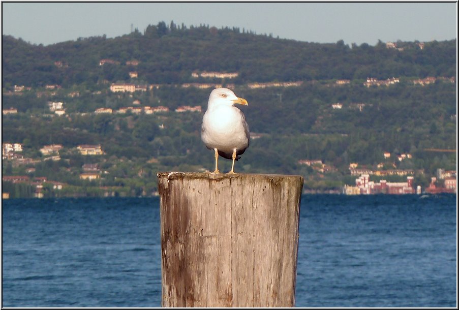 Sirmione_033.jpg - Die wohnt hier auch