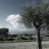 Castelnuovo_014_a