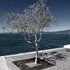 Lazise_012_a