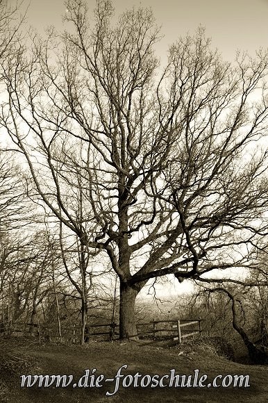 Baum.jpg - An der Hohensyburg im Süden Dortmunds, hoch oben über dem Hengsteysee.