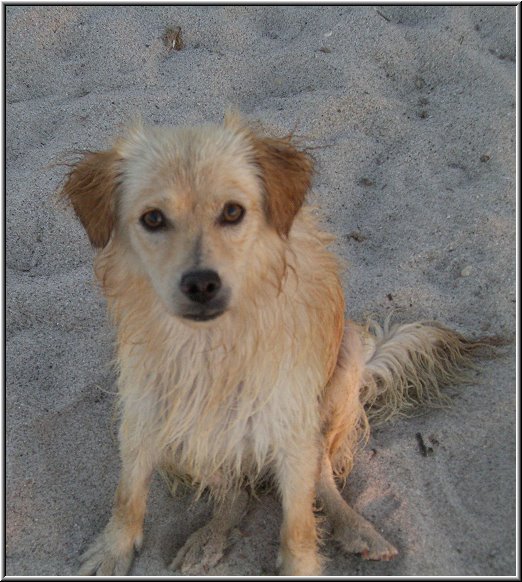 Tigaki_Tingaki_Fotoschule_010.jpg - Streunende Hunde begleiten uns an unseren abendlichen Strandwanderungen, treu liefen sie mit.