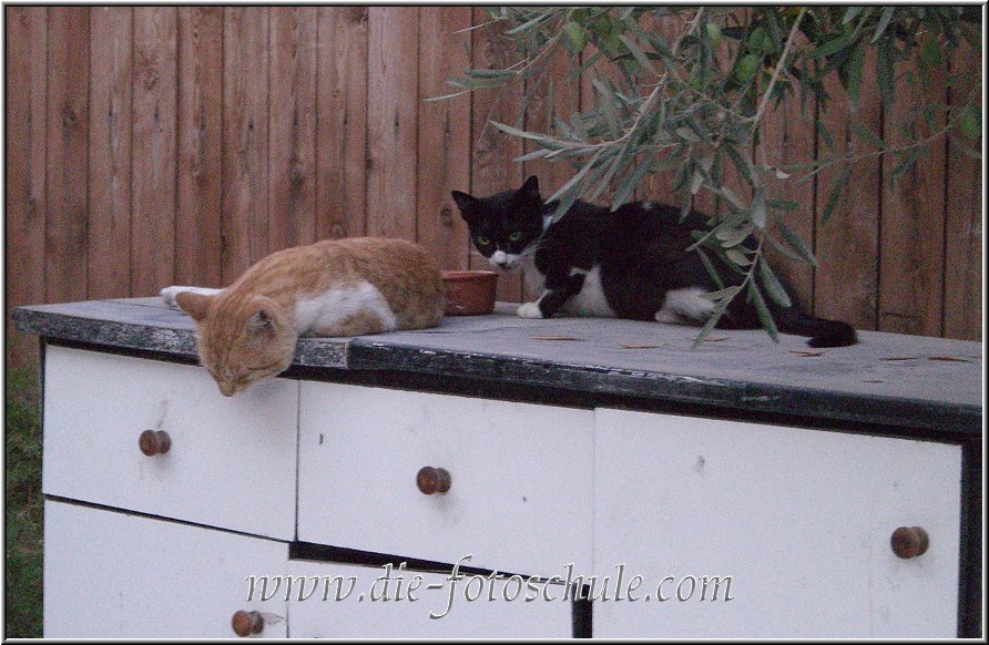 Tigaki_Tingaki_Fotoschule_013.jpg - Da hat wohl jemand das Leckerchen nicht so ganz geschmeckt, was? Katzen, deutlich kleiner als in unseren Regionen, gibts in Tigaki massenhaft.