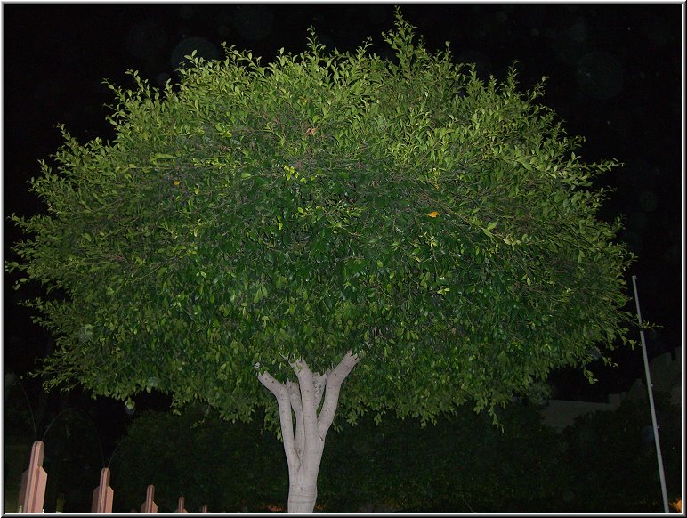 Tigaki_Tingaki_Fotoschule_023.jpg - Ficus-Bäume groß wie Bäume und natürlicher Schattenspender überall in den Aussenbereichen des Hotels