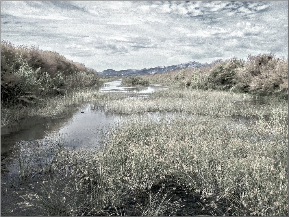 Albufeira_2014_001.jpg - Etwas enttäuscht war ich von dem sagenhaften Parc natural de s’Albufera de Mallorca, der quasi neben dem Hotel beginnt und einer der größten seiner Art im Mittelmeerraum sein soll. Ich habe ihn per Fahrrad erkundet und war schlichtweg begeistert von einem Fluß, etwas Schilf am Ufer, ein paar Schafen und endlosen staubigen Geradeaus-Wegen. Kurzum, hat sich nicht wirklich gelohnt.