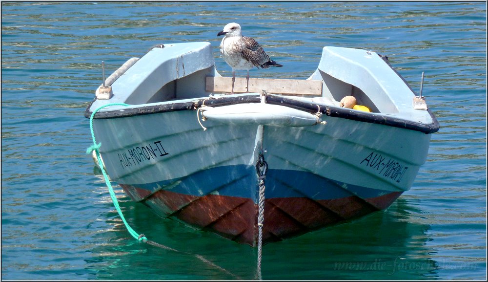 Andratx_2014_001.jpg - Die Badeorte der Reichen und Schönen musste ich mir natürlich auch anschauen, Camp de Mar und Port d ´Andratx. Ich muss sie irgendwie nicht entdeckt haben, vielleicht hatten sie aber auch Angst vor Paparazzi Ralfonso. So bleibt es bei dieser prominenten Möwe, die einem Prominenten fast auf den Ömmes geka... hätte. Bestimmt, so war das.