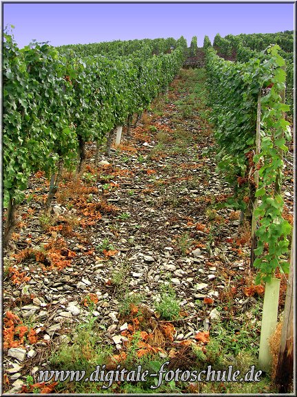 Mosel_Die_Fotoschule_023.jpg - Am Roemersteig bei Piesport