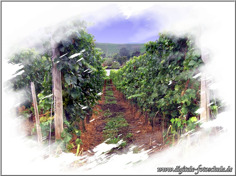 Mosel_Die_Fotoschule_026.jpg - Postkarten-Stil der 70er  --  Piesport Weinanbau