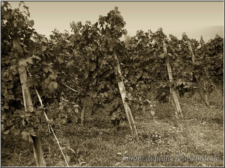 Mosel_Die_Fotoschule_027_2.jpg - Weinstock am Roemersteig