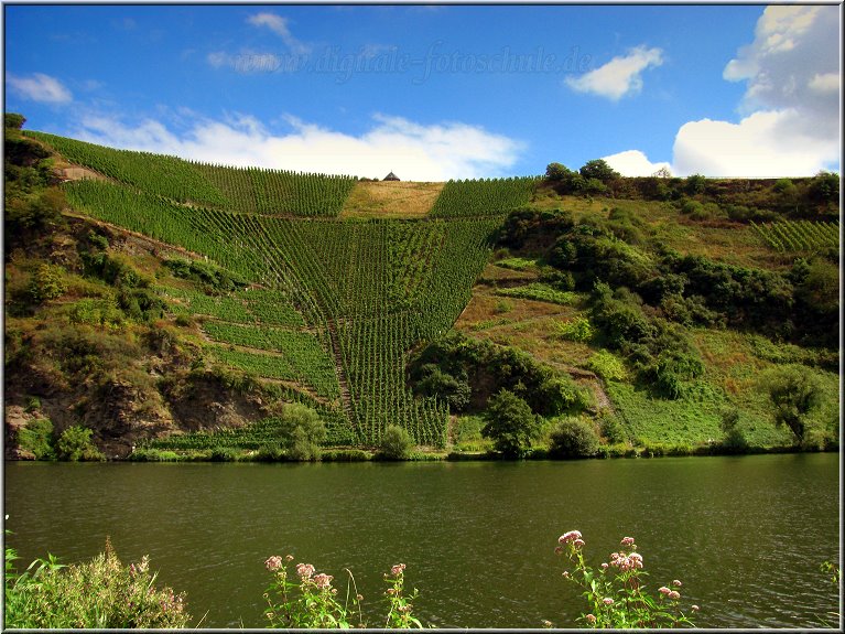 Mosel_Die_Fotoschule_049.jpg - Der Dichter Ausonius hat mal geschrieben, dass die Weinberge den Ort Piesport wie ein Amphitheater einrahmen und irgendwie hat der gute Ausonius da durchaus recht; hoffentlich entdecken das nicht die Madonna´s, Rolling Stones oder Robbie Williams dieser Welt...