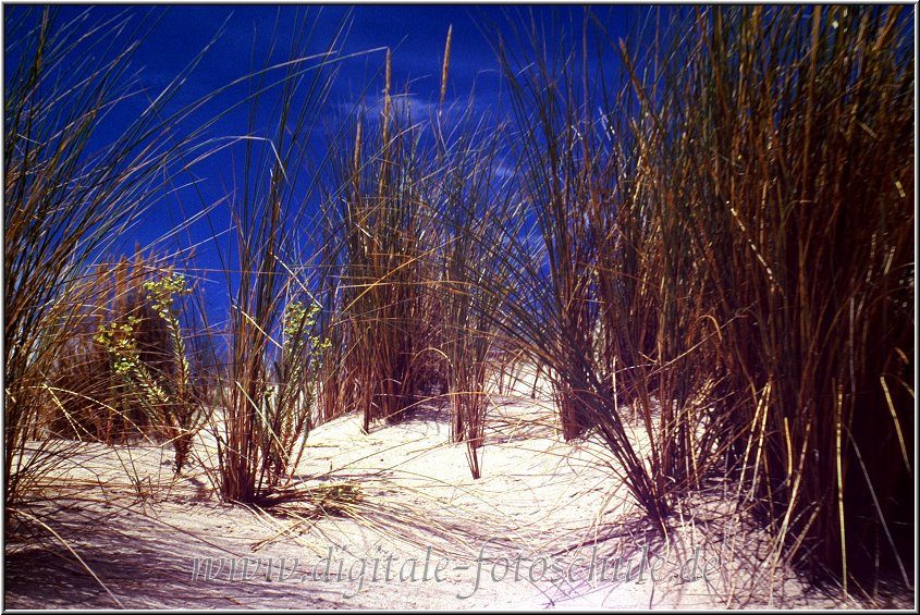 Strandgras_Soulac