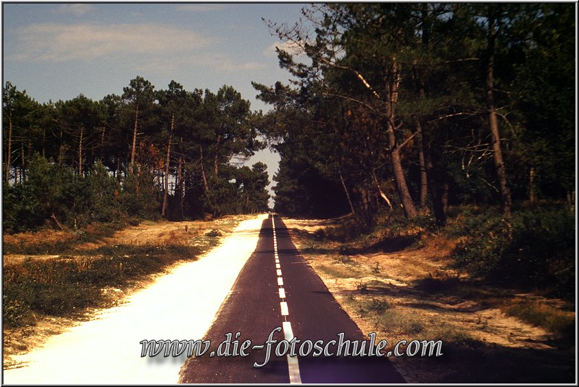 Waldweg_Soulac