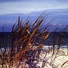 Strandgras2_Soulac
