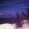 Strandgras3_Soulac
