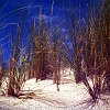 Strandgras_Soulac