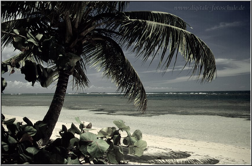 Samana_Karibik_078.jpg - Auf der wunderschönen Halbinsel Samana Karibik bei Las Terrenas 1996