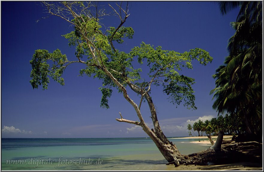 Samana_Karibik_106.jpg - Auf der wunderschönen Halbinsel Samana in der Karibik an deri Playa Bonita 1996