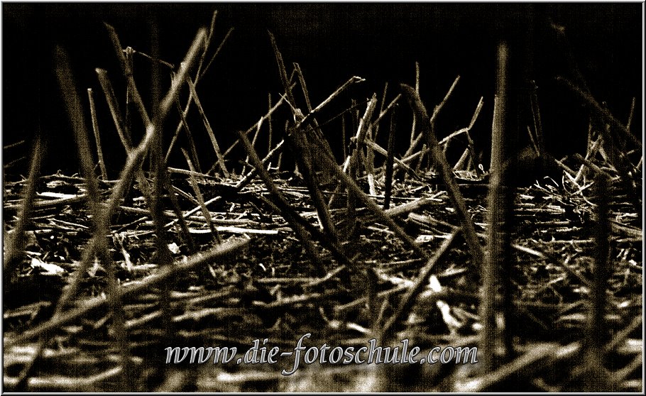 Stroh.jpg - Ein abgemähtes Getreidefeld in Schwarzweiß 1988