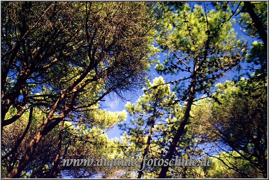 Toskana_Remake_2.jpg - Pinien auf dem Campingplatz Etruria bei Donoratico 1994