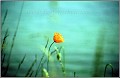 Mohnblume_Groemitz