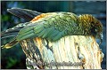 Platter_Papagei_im_Zoo