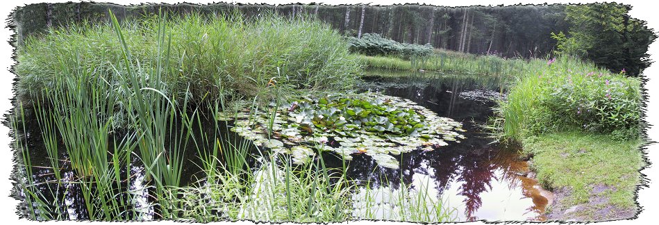 Im Kellenhusener Wald