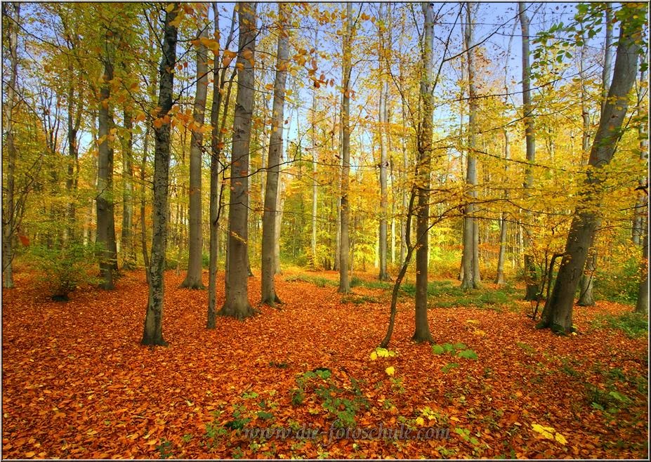 Darss_2013_H001.jpg - Der dichte Darsswald zeigt sich im Herbst in seinem schönsten Gewand. Außer es ist Frühling, oder Winter oder Sommer. Also irgendwie ist der Darsswald immer schön.