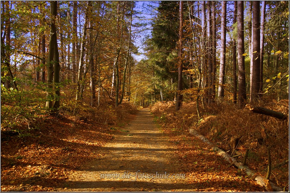 Darss_2013_H002.jpg - Wer gerne Stunden durch die Wälder streift kann das am Darss ohne Ende. Also fast. Ein Ende ist der Weststrand, aber das ist ja ´ne echte Alternative