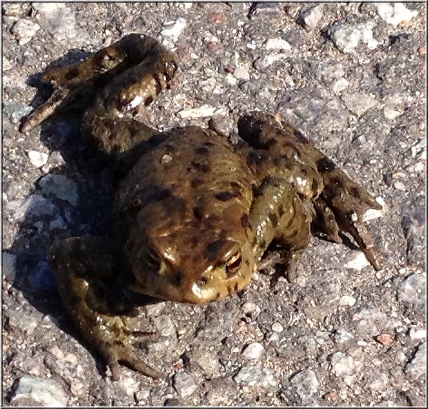 Frosch_3.jpg - Hab keine gefunden, die ihn küssen wollte... Jetzt bleibt er eben Frosch