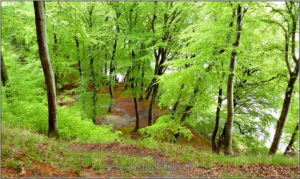 Kreidefelsen_0005.jpg - Der Wald selbst ist schon eine Reise wert und immer wieder schimmern die weißen Kreidefelsen durch die Bäume.