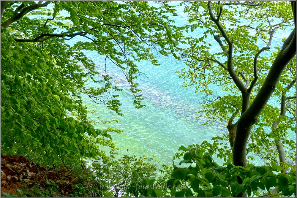 Kreidefelsen_0023.jpg - Rund eineinhalb Stunden über schönste Landstraßen durch beeindruckende Gegenden dauert es nur, bis Du in Sassnitz an den Kreidefelsen angekommen bist. Parkst Du am Ende der Weddingstraße, gelangst Du in 2 Minuten Fußweg direkt in den Wald oberhalb der Kreideküste. Hier warten schönste Ausblicke auf Dich.