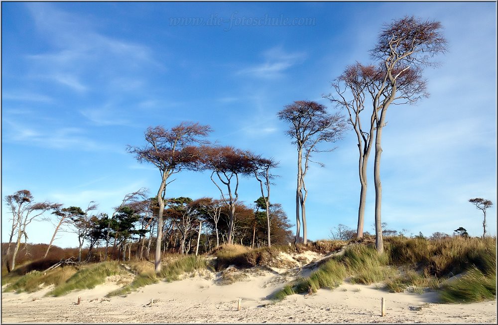 Weststrand_2013_H003.jpg - Die Windflüchter gehören zum Weststrand, wie das Salz ins Meer (jetzt werde ich aber poetisch)