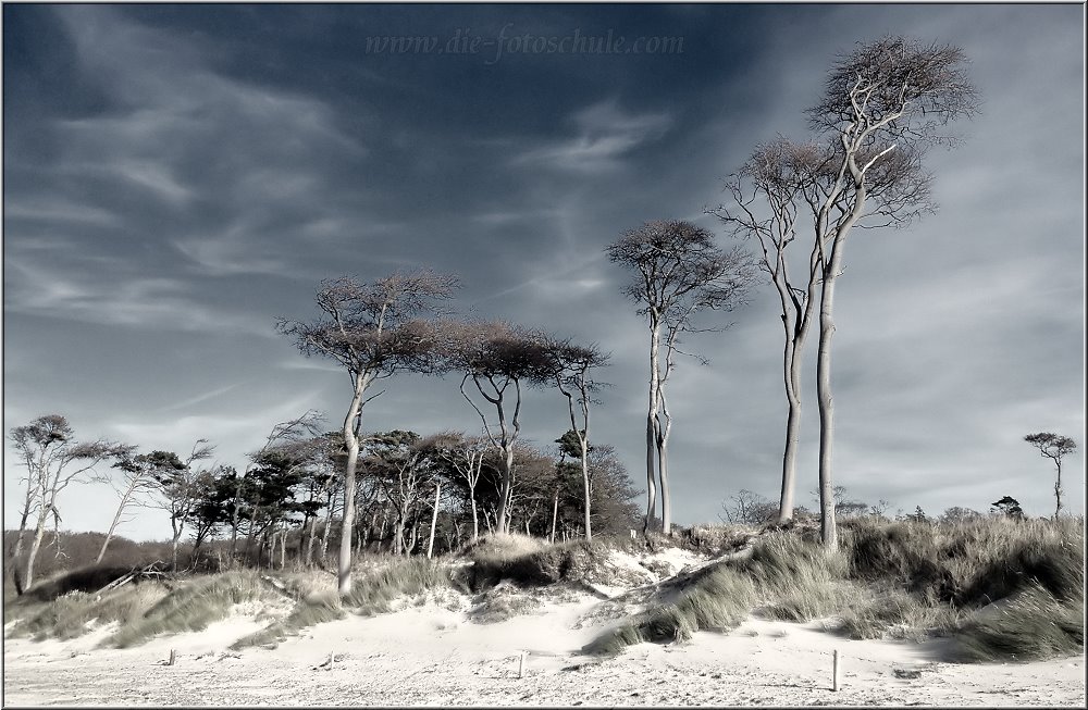 Weststrand_2013_H003se.jpg - Die Windflüchter gehören zum Weststrand, wie das Salz ins Meer (jetzt werde ich aber poetisch)