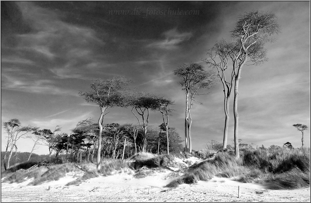 Weststrand_2013_H003sw.jpg - Die Windflüchter gehören zum Weststrand, wie das Salz ins Meer (jetzt werde ich aber poetisch)