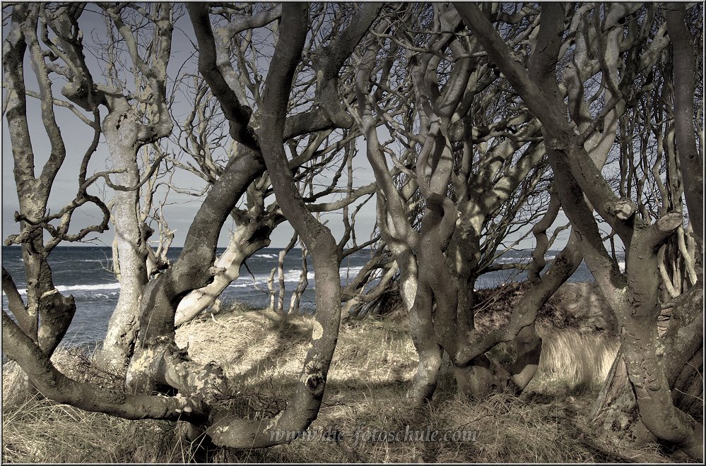 Weststrand_2013_H005se.jpg - Der Darsswald reicht am Weststrand bis in die Dünen an den Strand heran