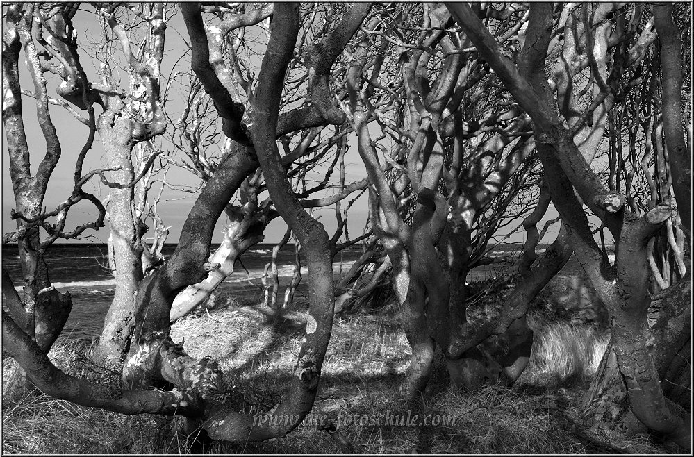 Weststrand_2013_H005sw.jpg - Der Darsswald reicht am Weststrand bis in die Dünen an den Strand heran