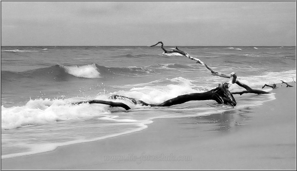 Weststrand_2014_005_sw.jpg - Zum Glück räumt hier keiner auf und harkt den Strand