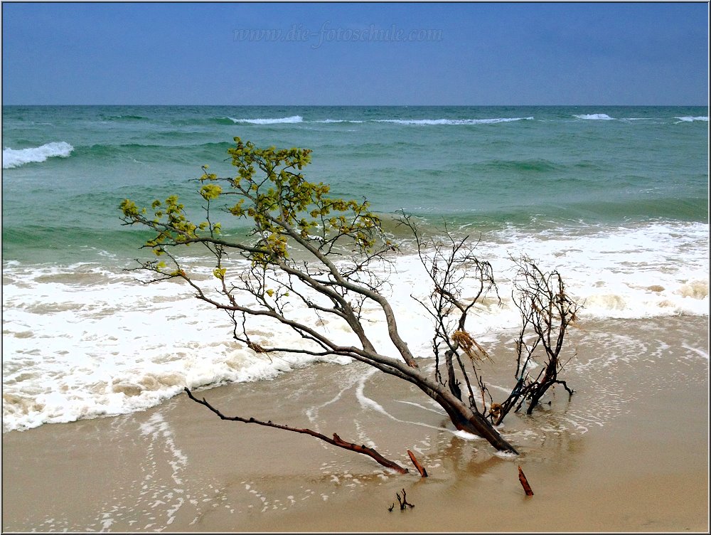 Weststrand_2014_007.jpg - Ein paar Tage später hat er den Kampf verloren.