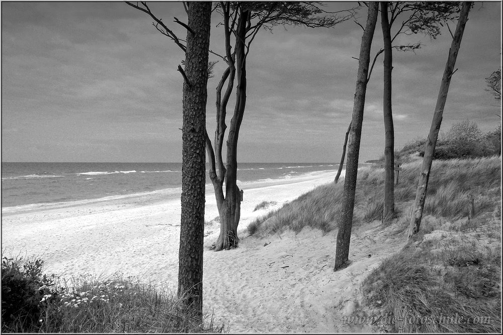 Weststrand_2014_013sw.jpg - Impressionen in Schwarzweiß vom Weststrand