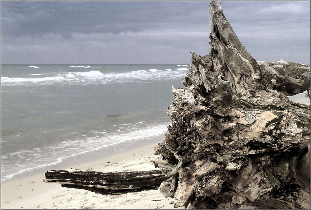 Weststrand_2014_018se.jpg - und warten darauf, abgelichtet zu werden.